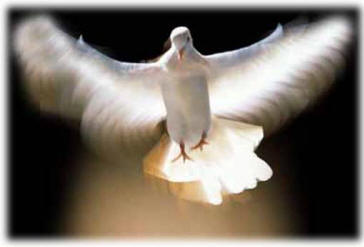 dove2 dove2